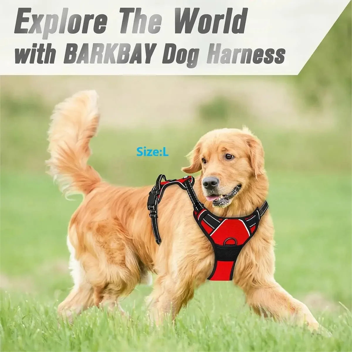 Stylish Dog Adventure Set